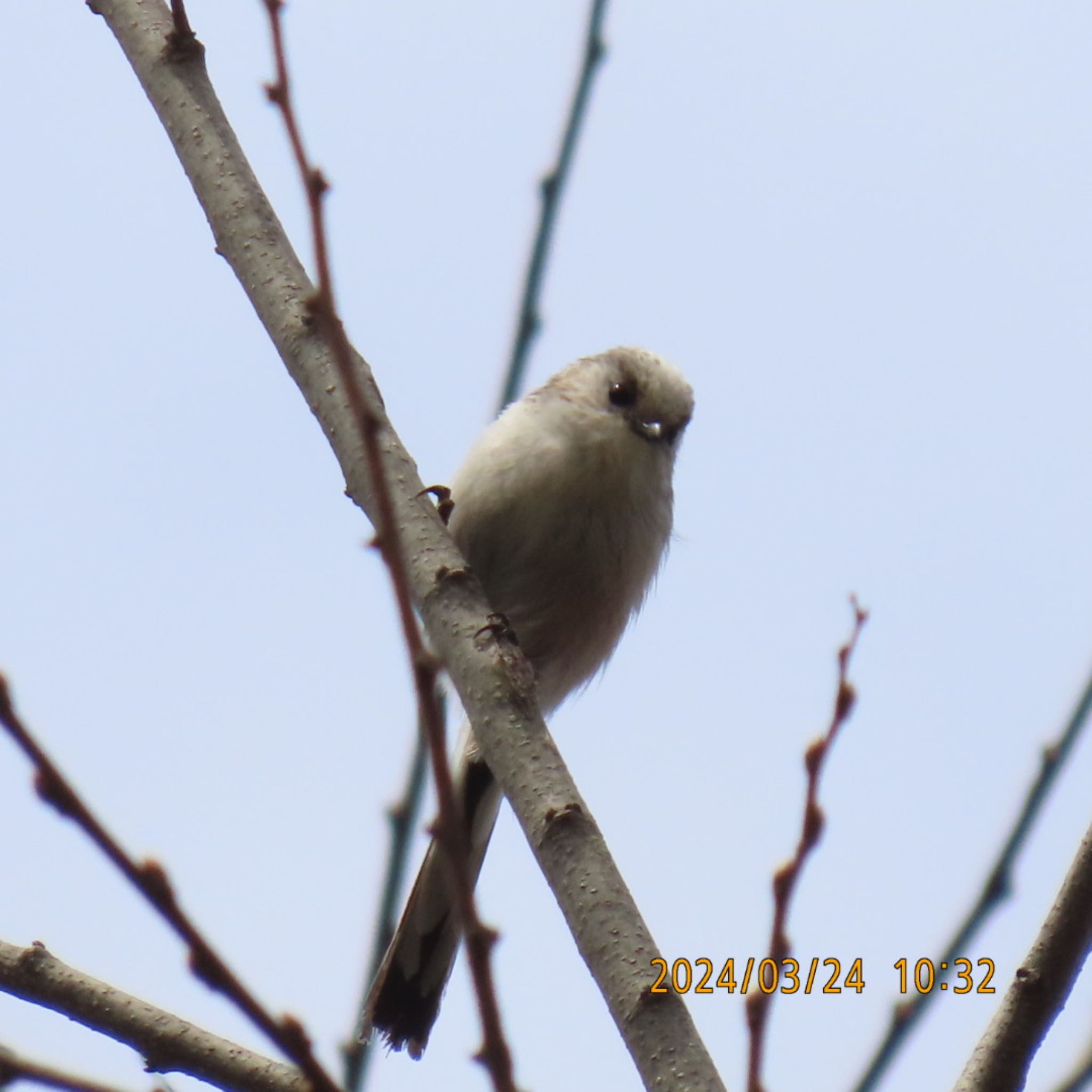 Long-tailed Tit