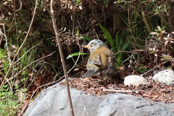 Pale Thrush Rokuha Park Thu, 3/21/2024