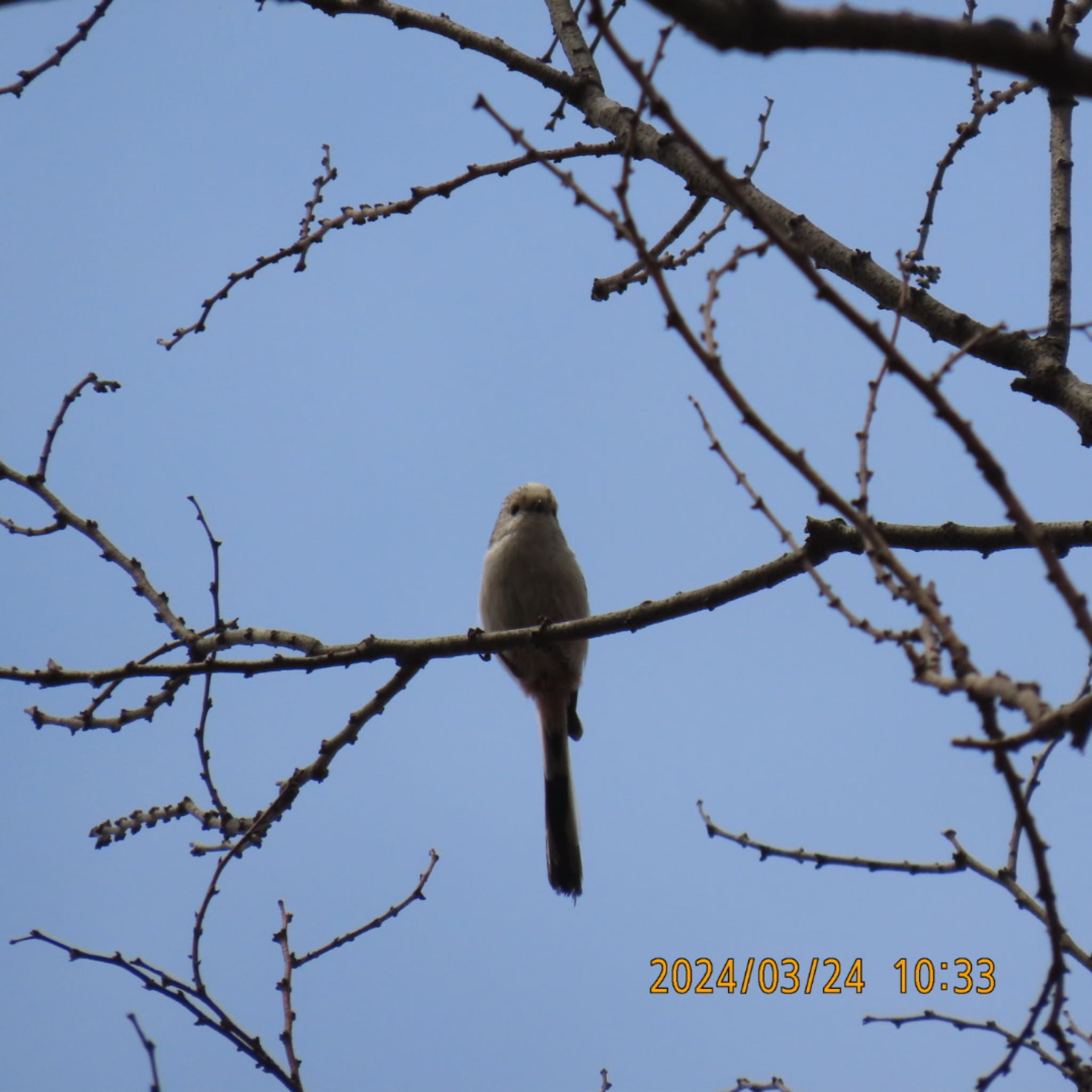 Long-tailed Tit