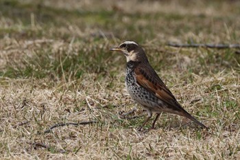 Dusky Thrush Rokuha Park Thu, 3/21/2024