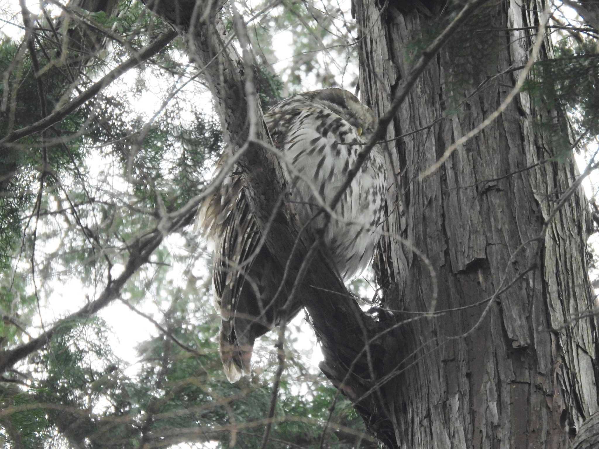 井の頭公園 フクロウの写真 by amigo-hiro