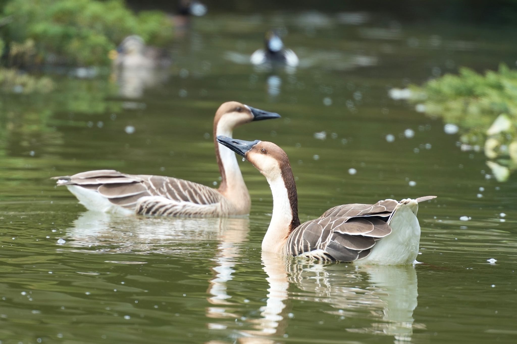 Photo of Swan Goose at Oikeshinsui Park by あらどん