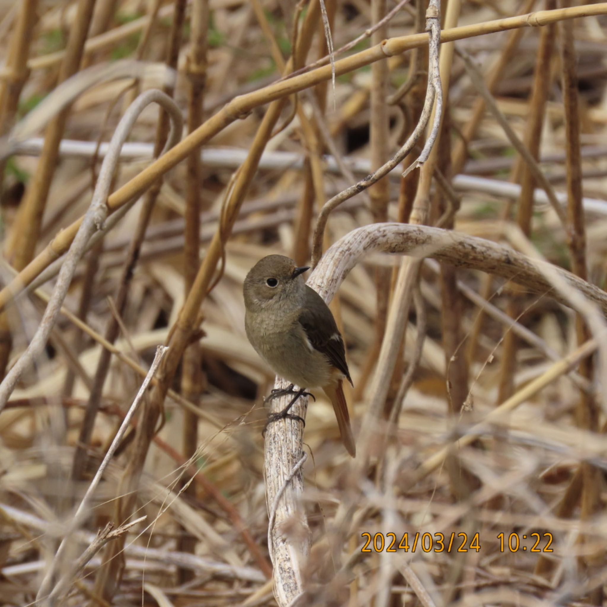 Daurian Redstart