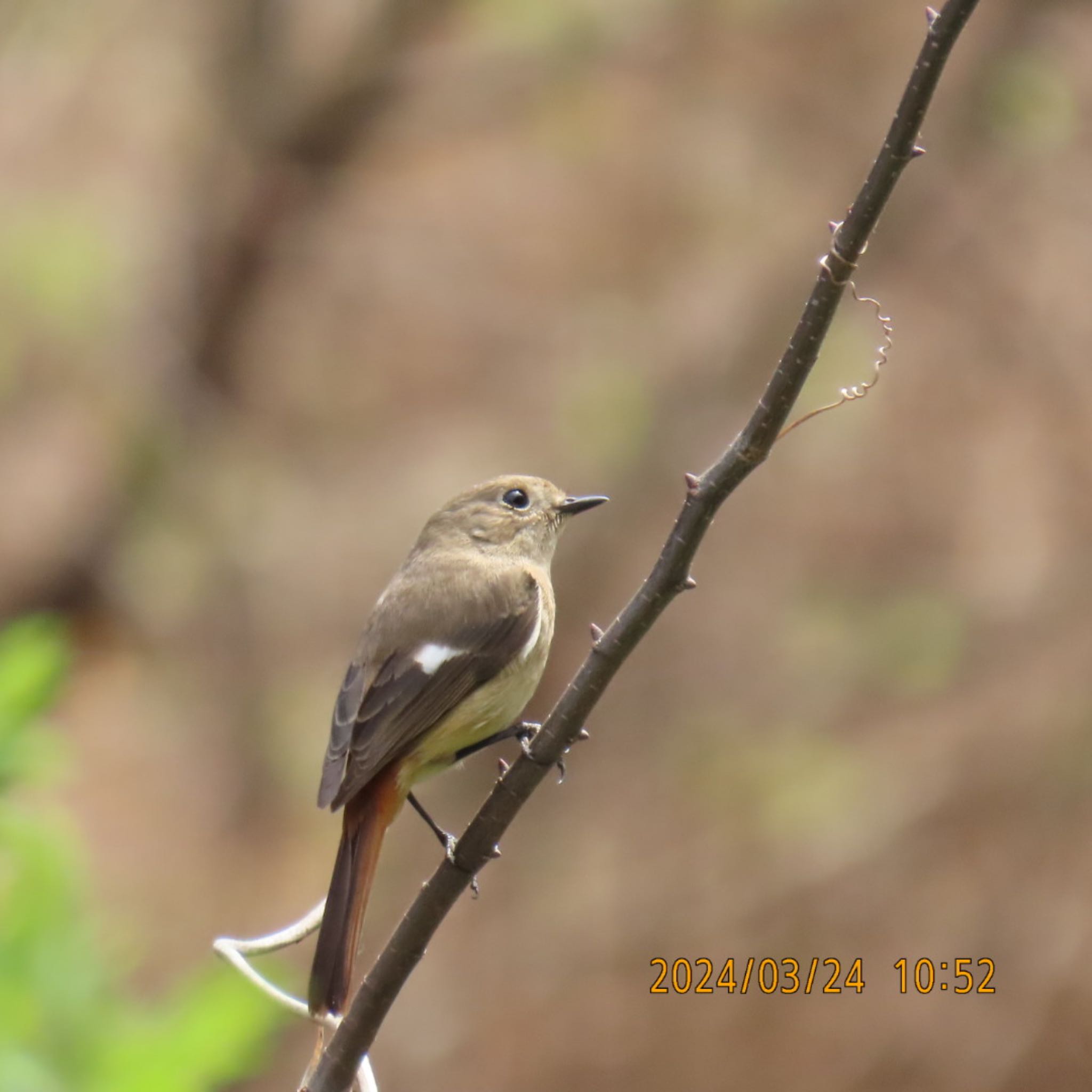 Daurian Redstart