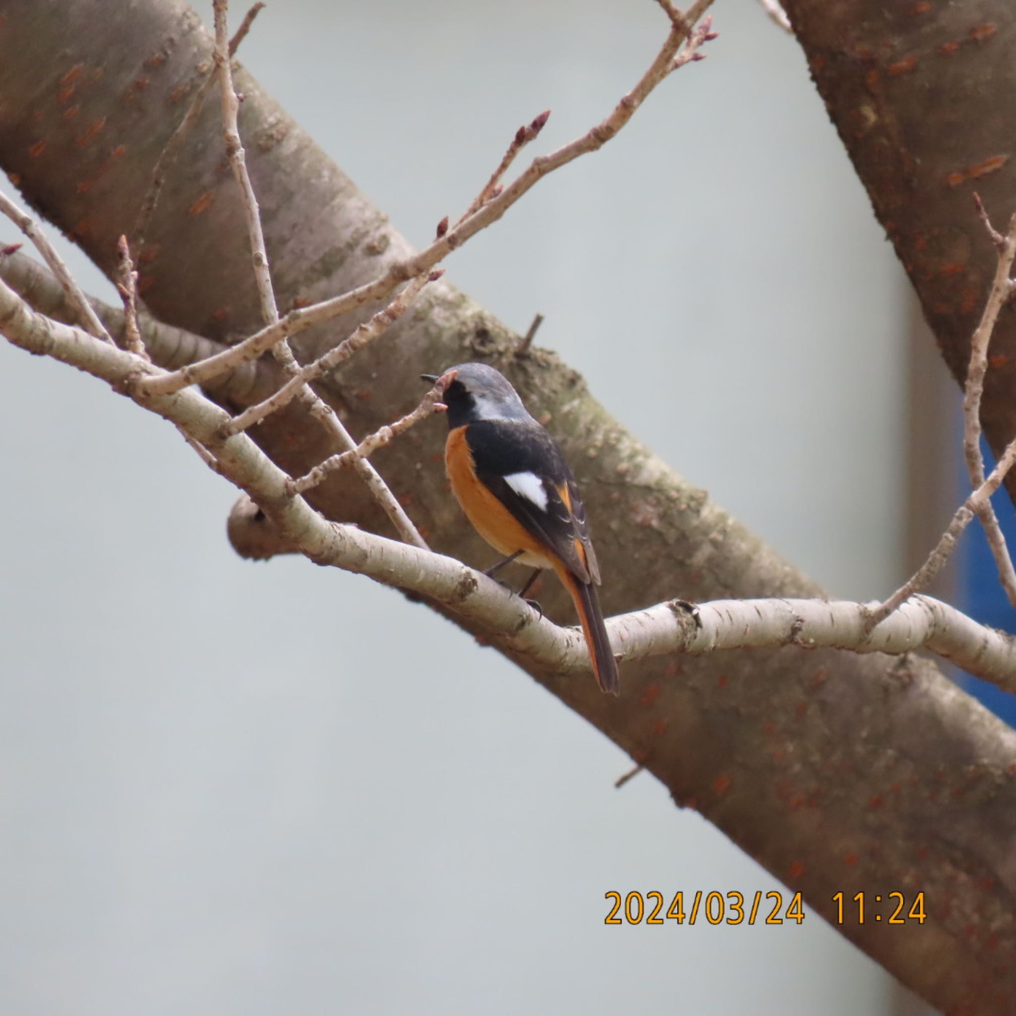 Daurian Redstart