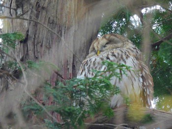 フクロウ 井の頭公園 2024年3月24日(日)