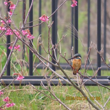 2024年3月24日(日) 座生川の野鳥観察記録