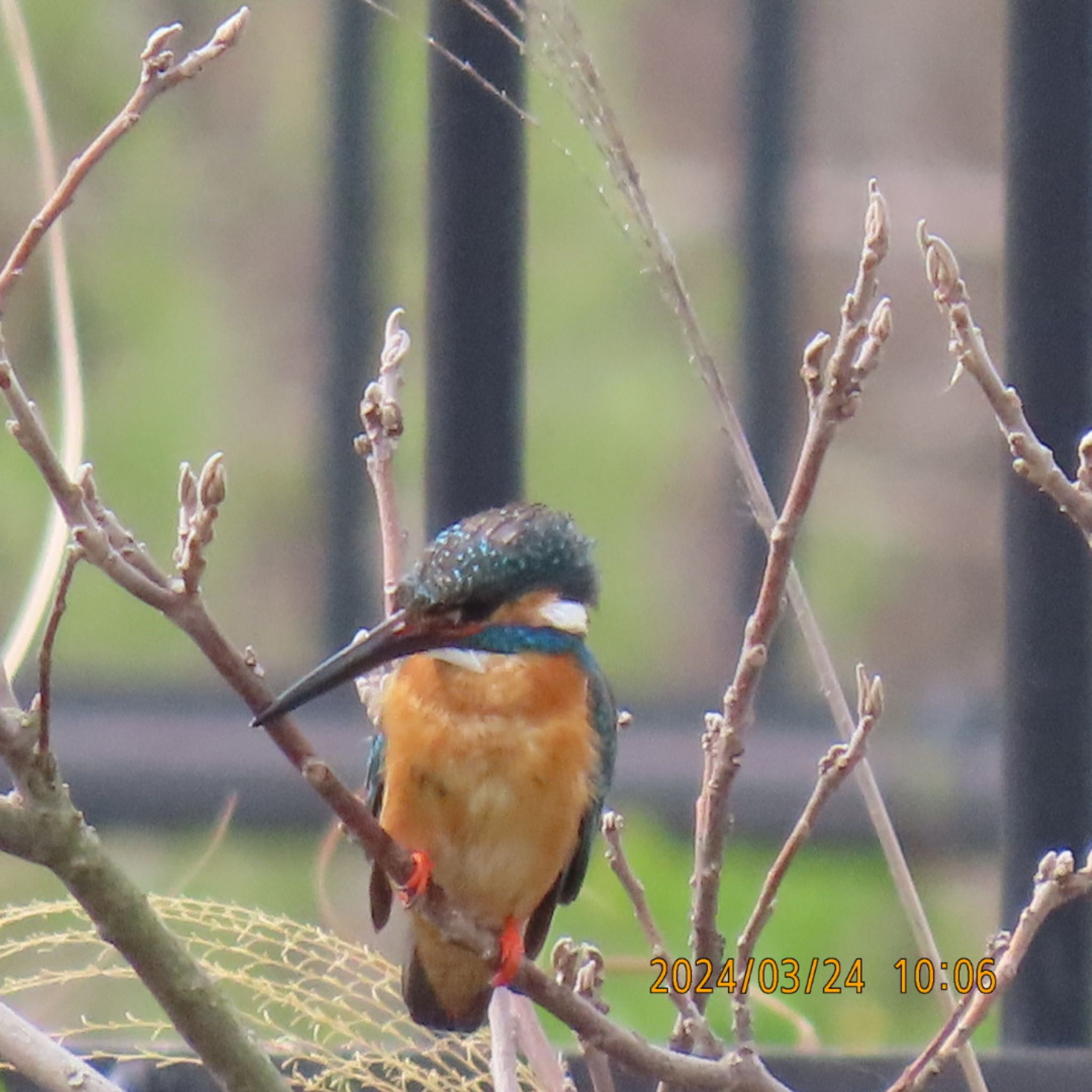 Common Kingfisher