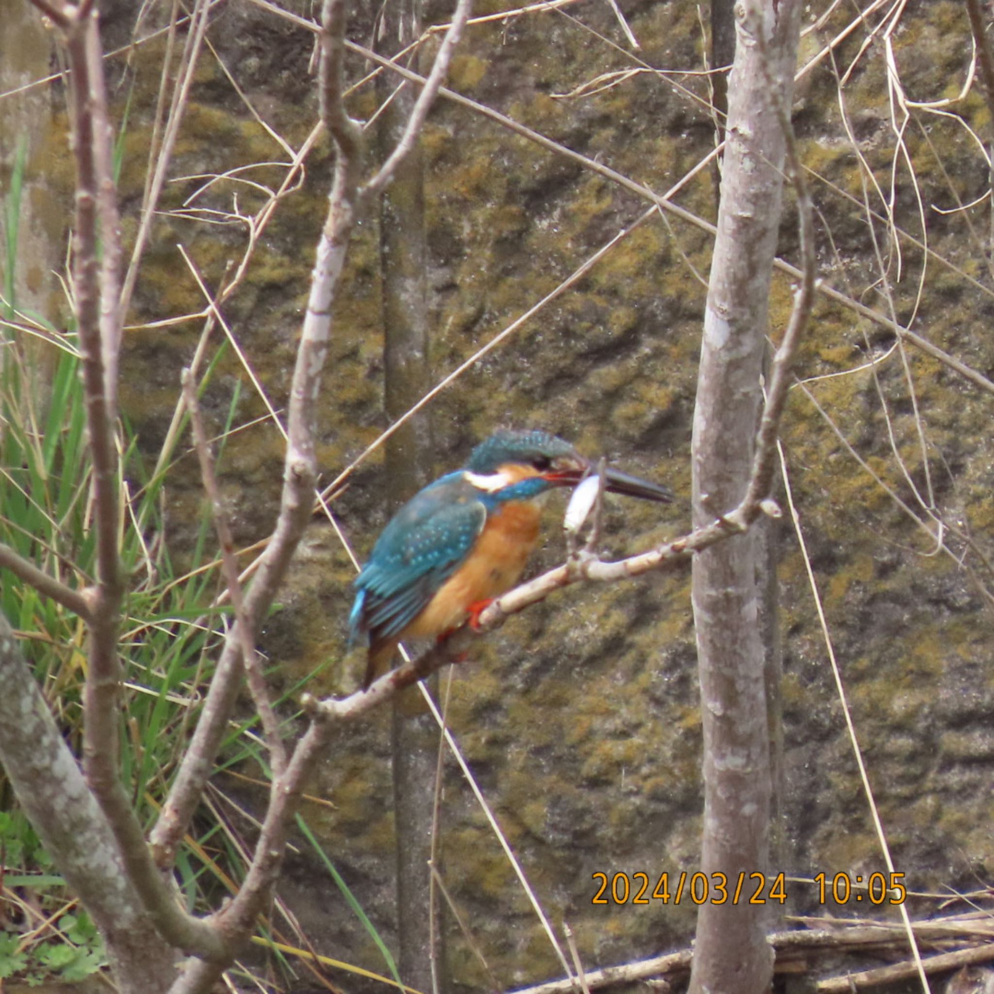 Common Kingfisher