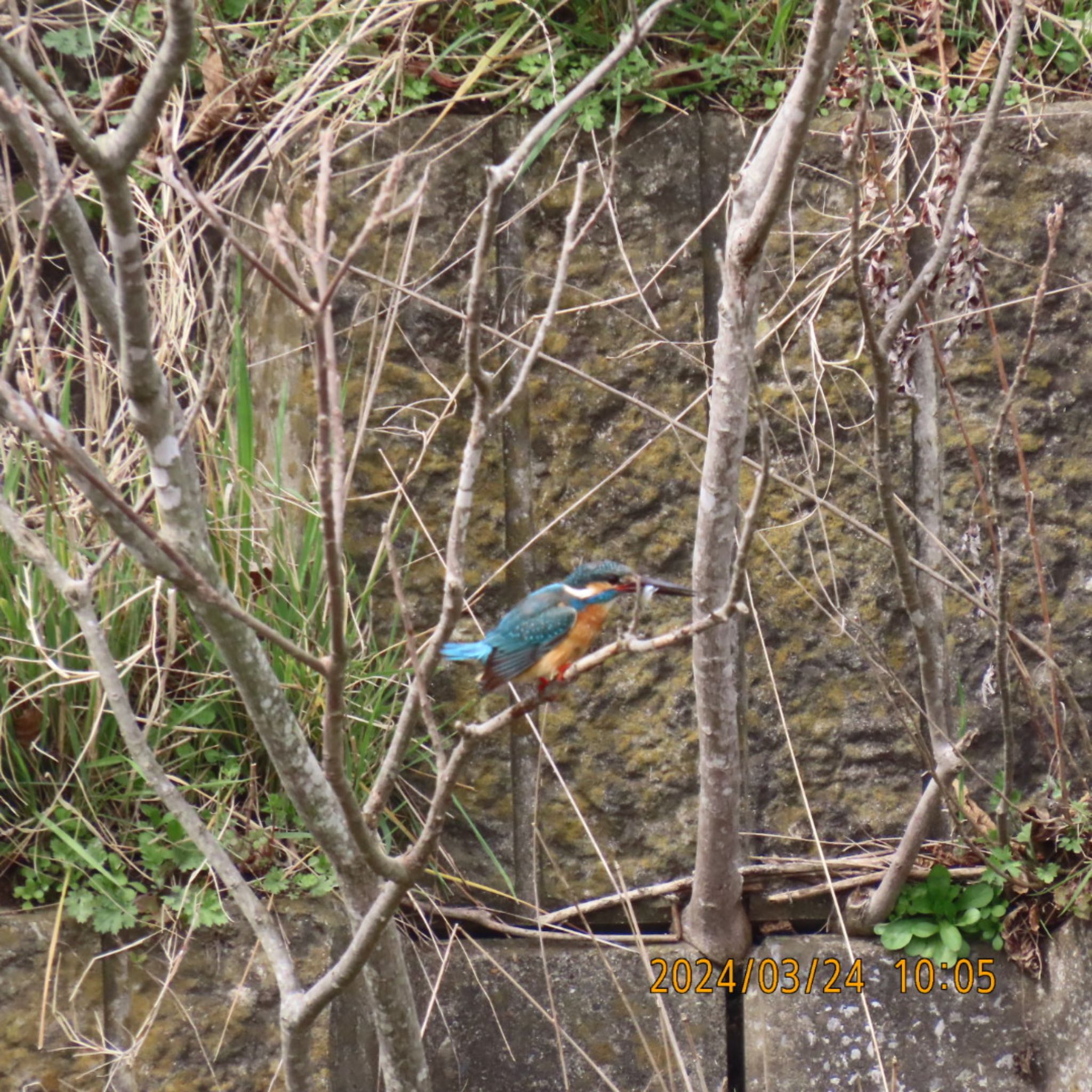 Common Kingfisher