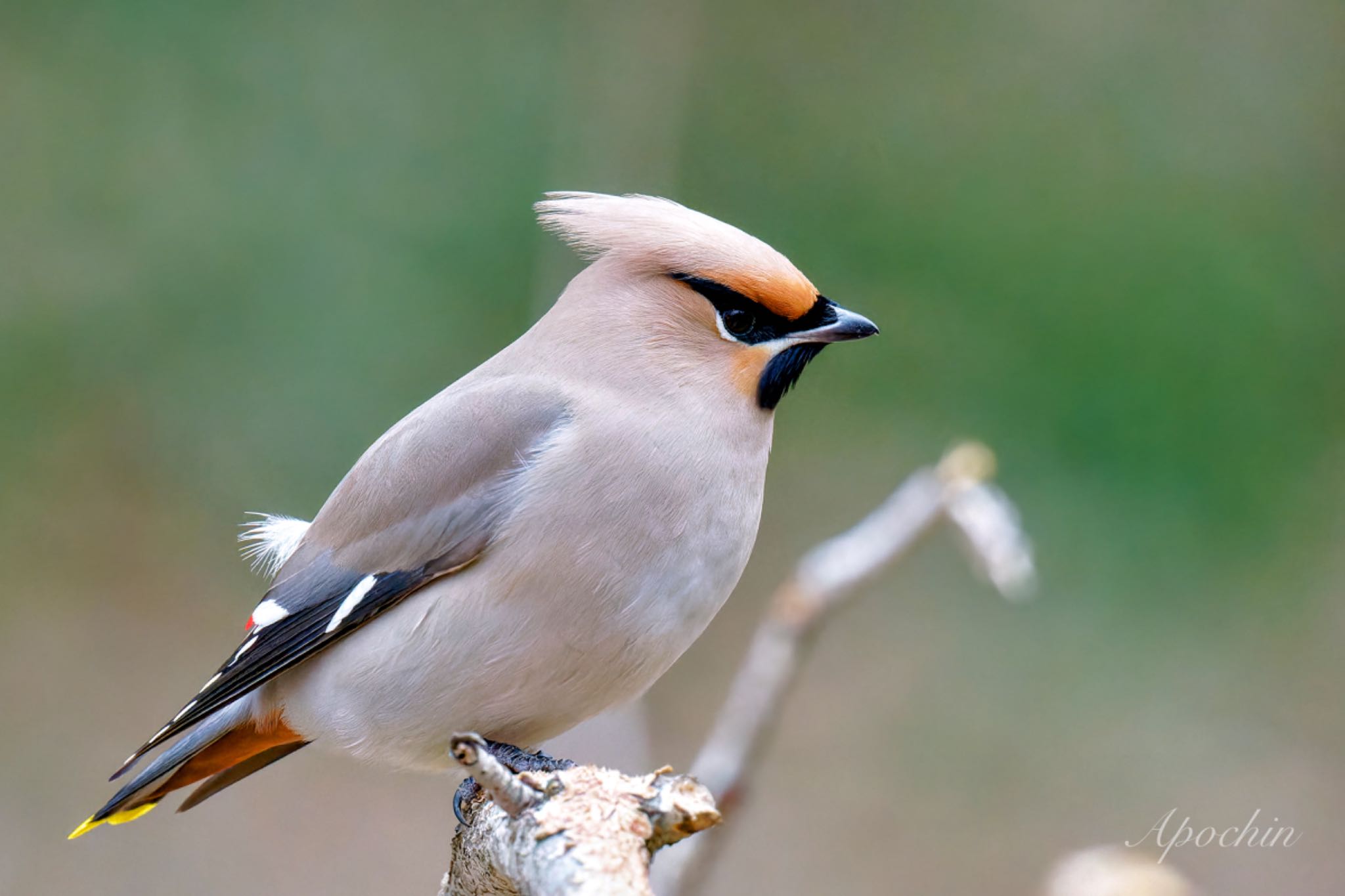 Bohemian Waxwing