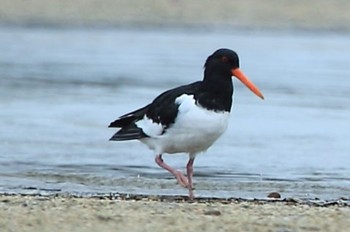 Eurasian Oystercatcher 高松干潟(四日市) Sun, 3/24/2024