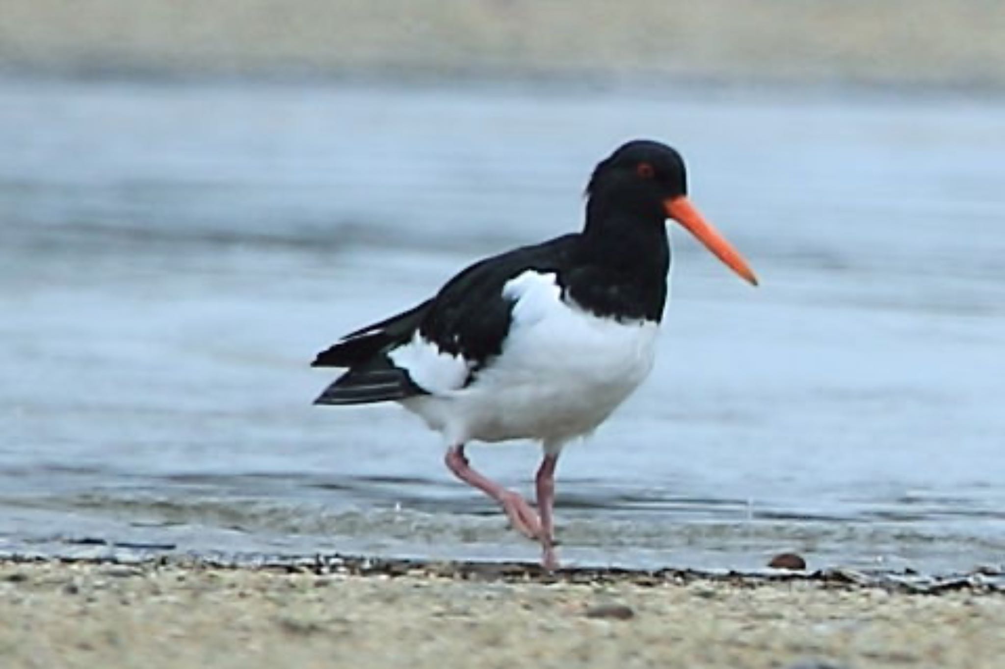 Photo of Eurasian Oystercatcher at 高松干潟(四日市) by アカウント12570