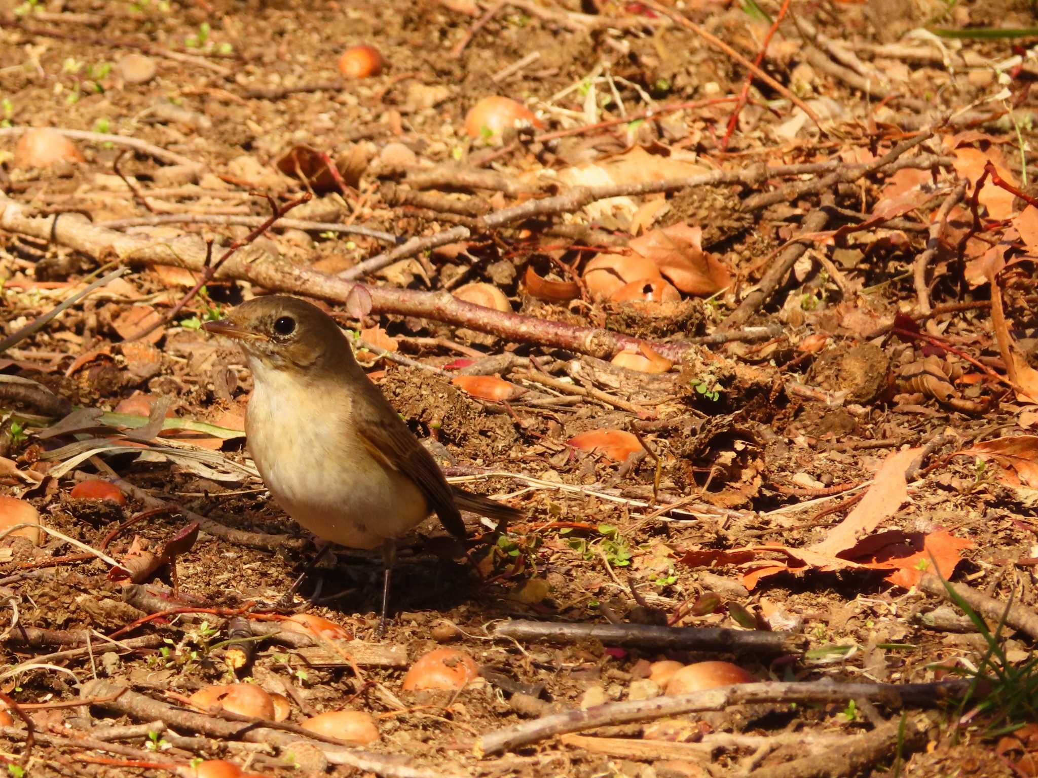 Red-breasted Flycatcher