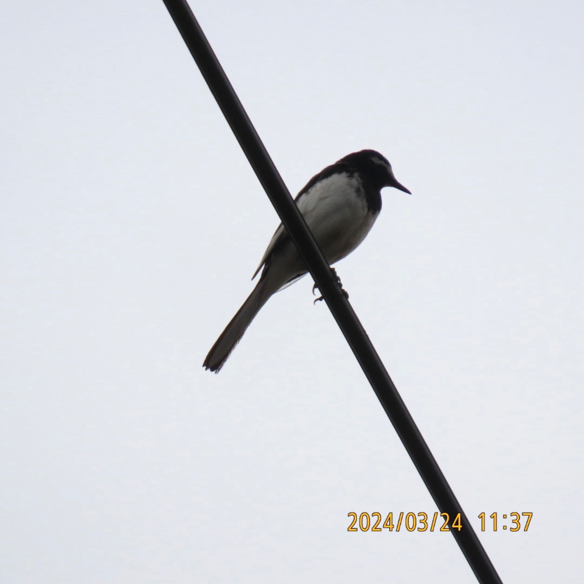 Japanese Wagtail