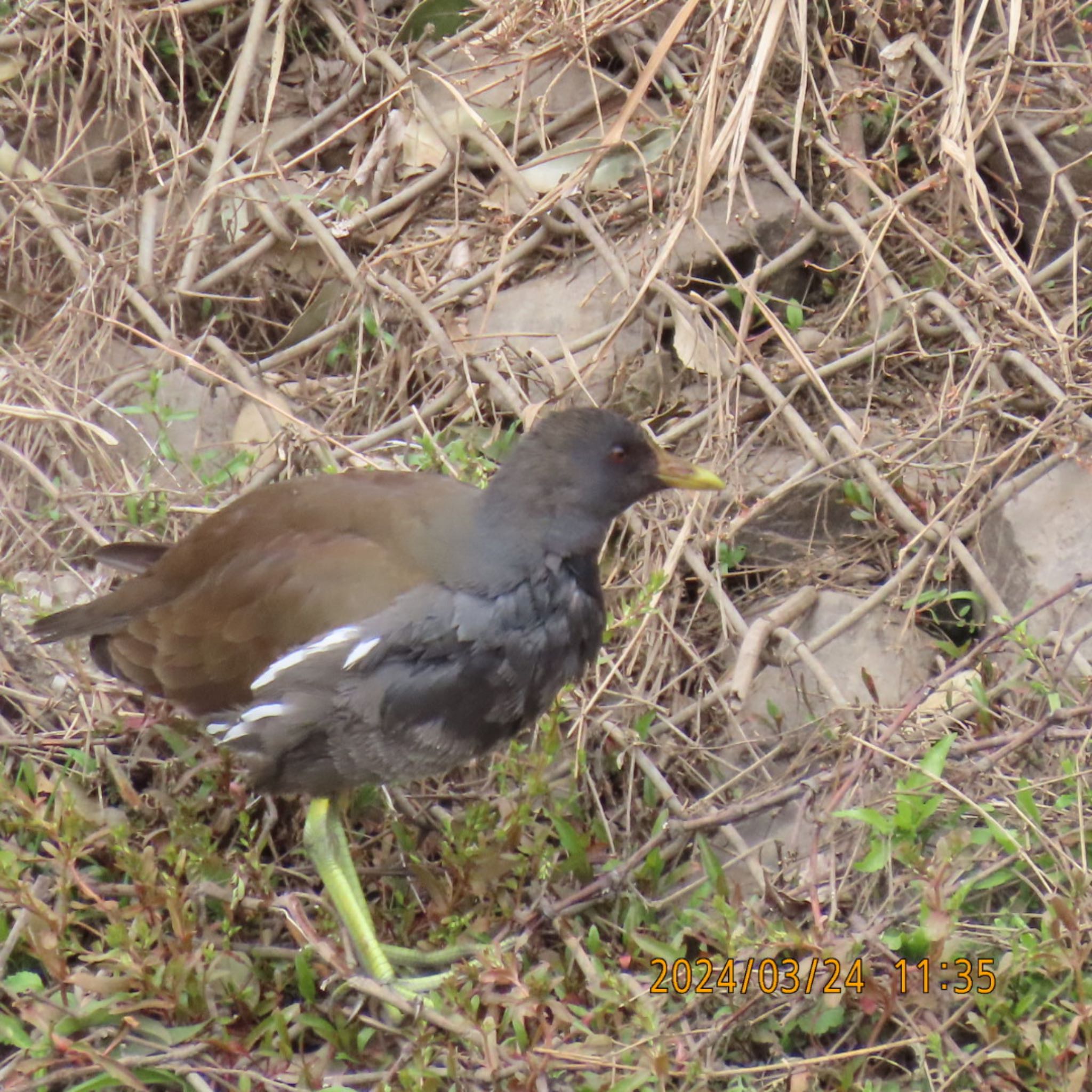 Common Moorhen