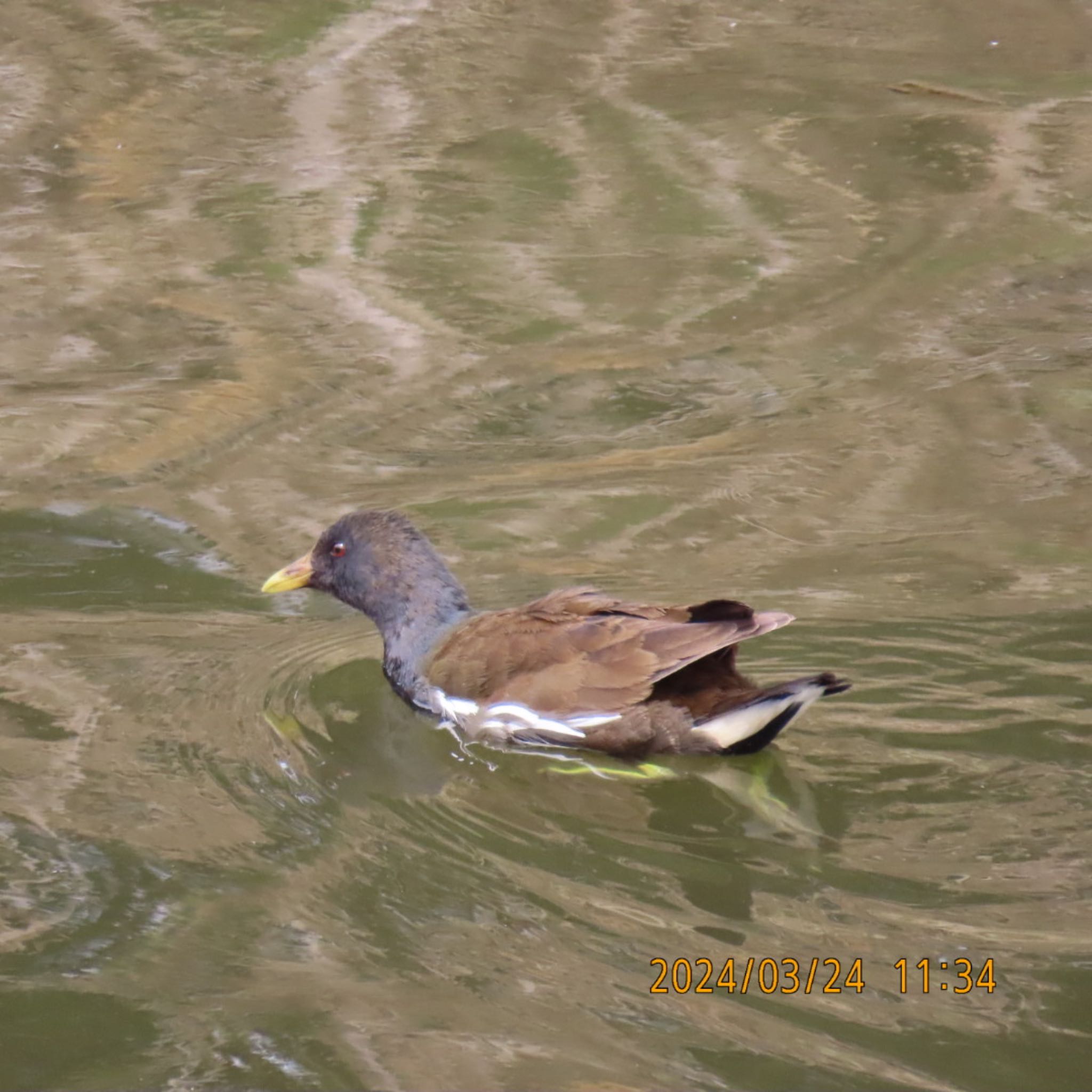 Common Moorhen