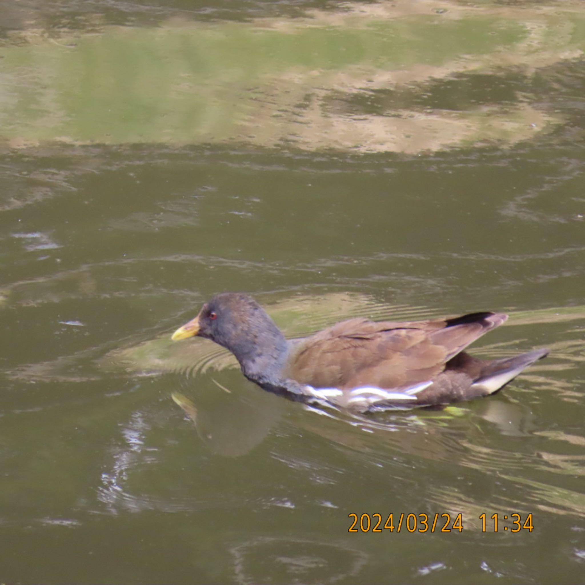 Common Moorhen