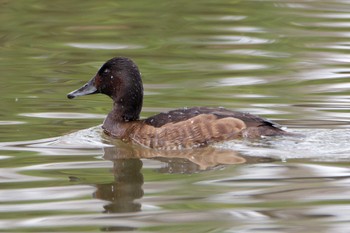 Baer's Pochard Mizumoto Park Sun, 3/24/2024