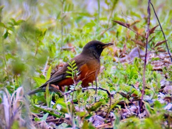 Brown-headed Thrush ふれあい松戸川 Sun, 3/24/2024