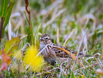 Sun, 3/24/2024 Birding report at ふれあい松戸川