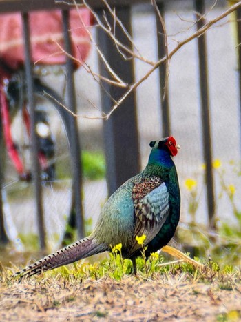 キジ ふれあい松戸川 2024年3月24日(日)