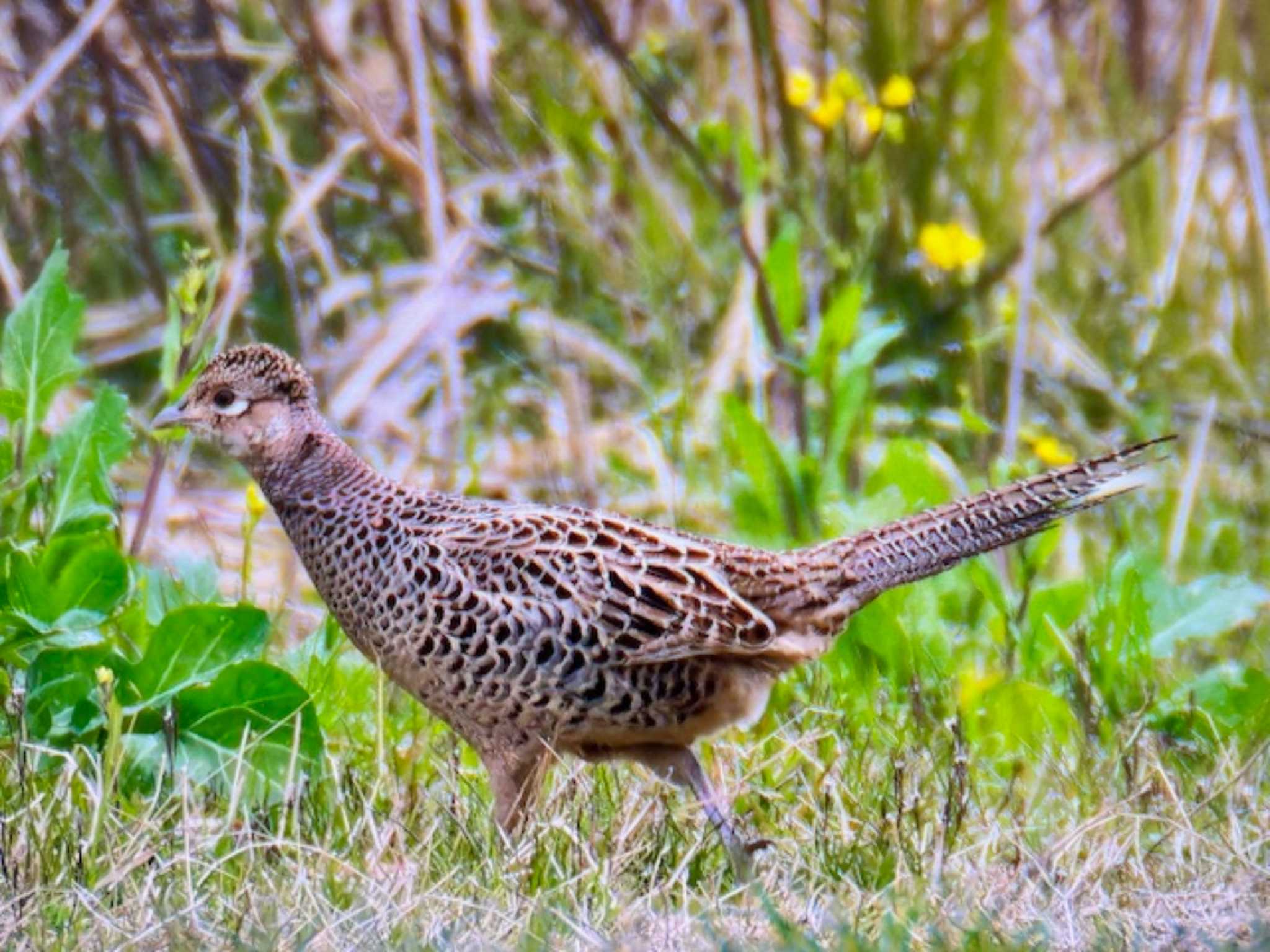 ふれあい松戸川 キジの写真 by ゆるゆるとりみんgoo