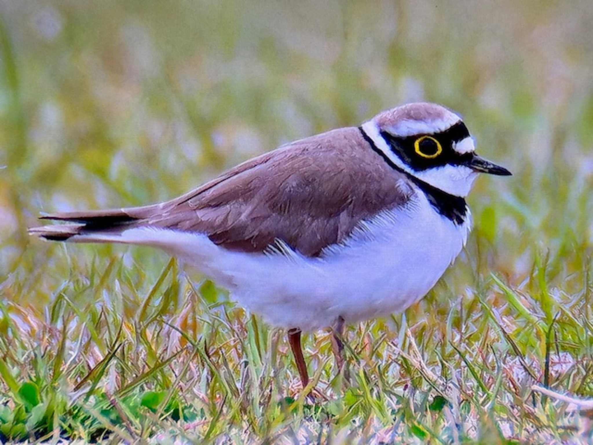 ふれあい松戸川 コチドリの写真 by ゆるゆるとりみんgoo