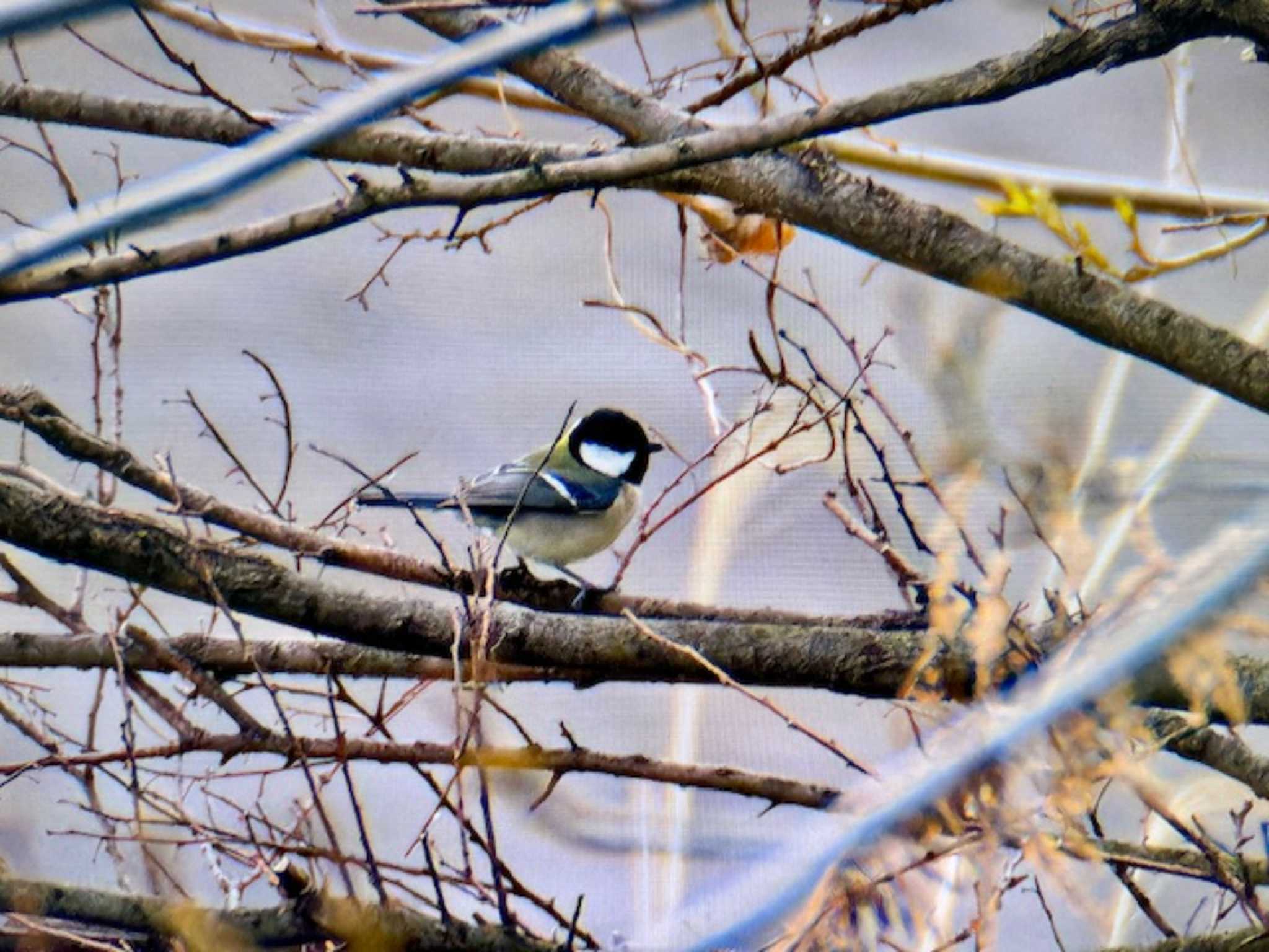 Photo of Japanese Tit at ふれあい松戸川 by ゆるゆるとりみんgoo