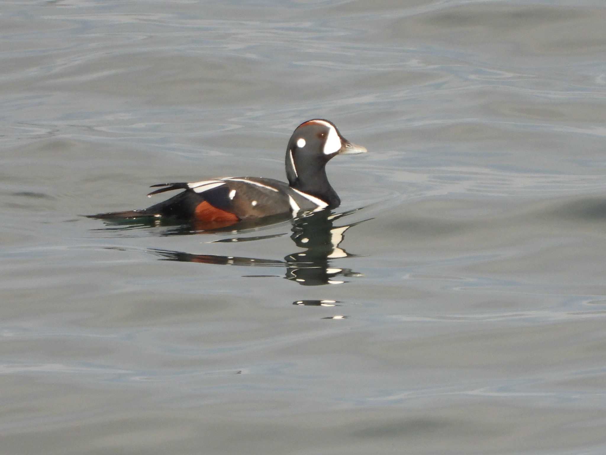 Photo of Harlequin Duck at 納沙布岬 by 結城