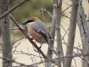 Bull-headed Shrike Shinjuku Gyoen National Garden Sat, 3/23/2024