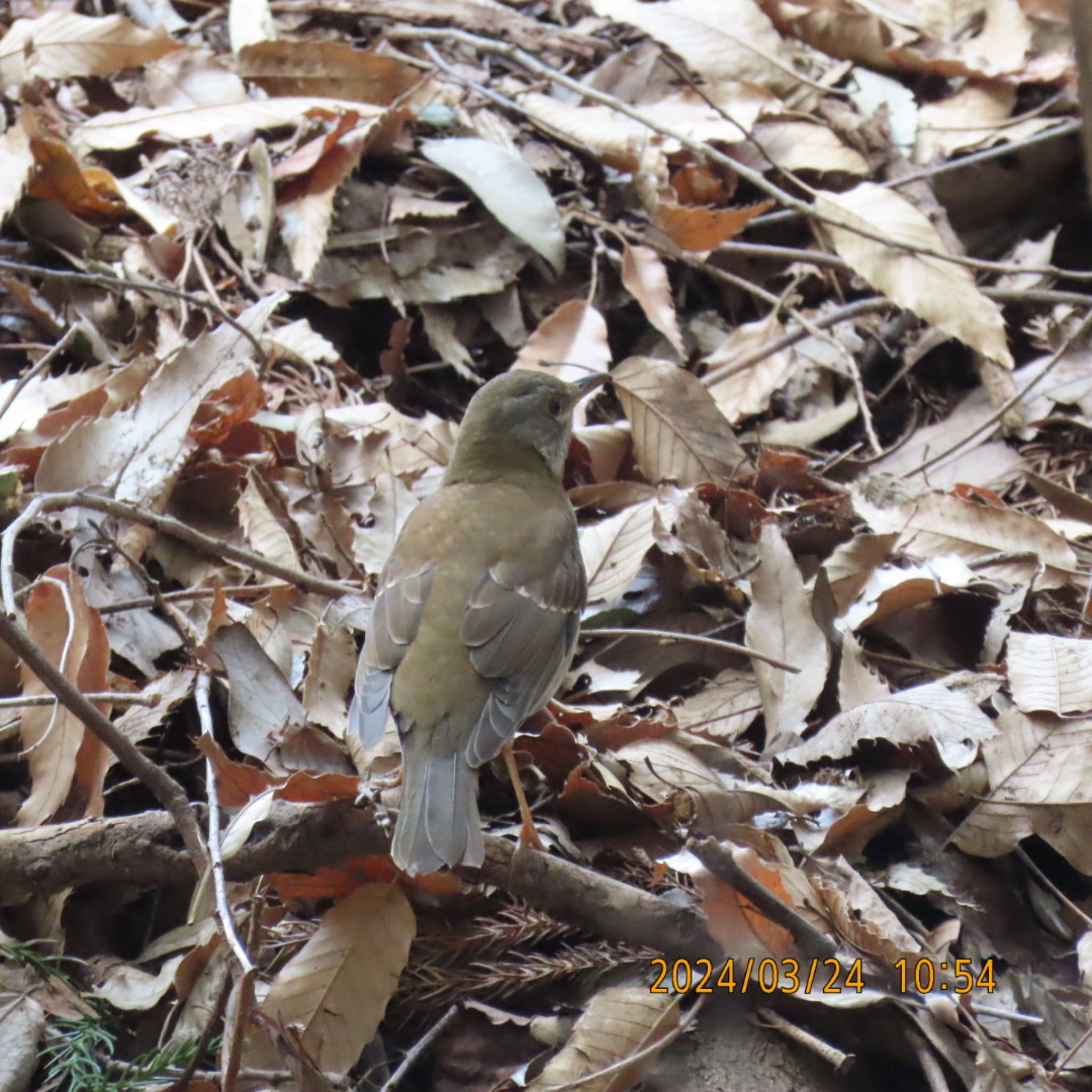 Pale Thrush