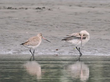 2024年3月24日(日) ふなばし三番瀬海浜公園の野鳥観察記録