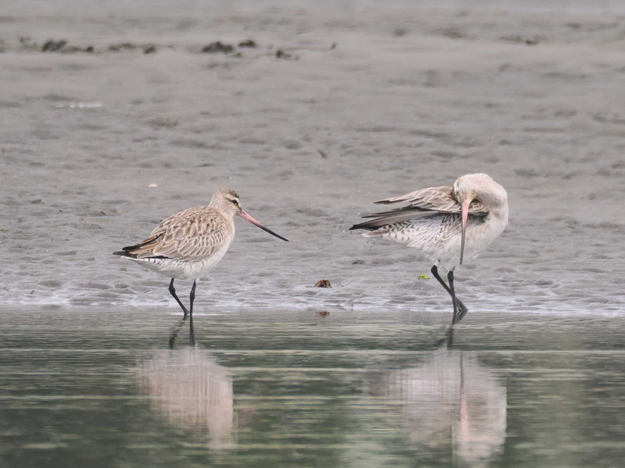 Bar-tailed Godwit