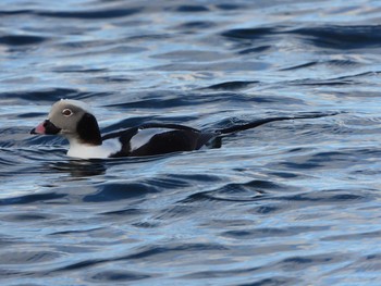 Long-tailed Duck 尾岱沼 Wed, 12/5/2018