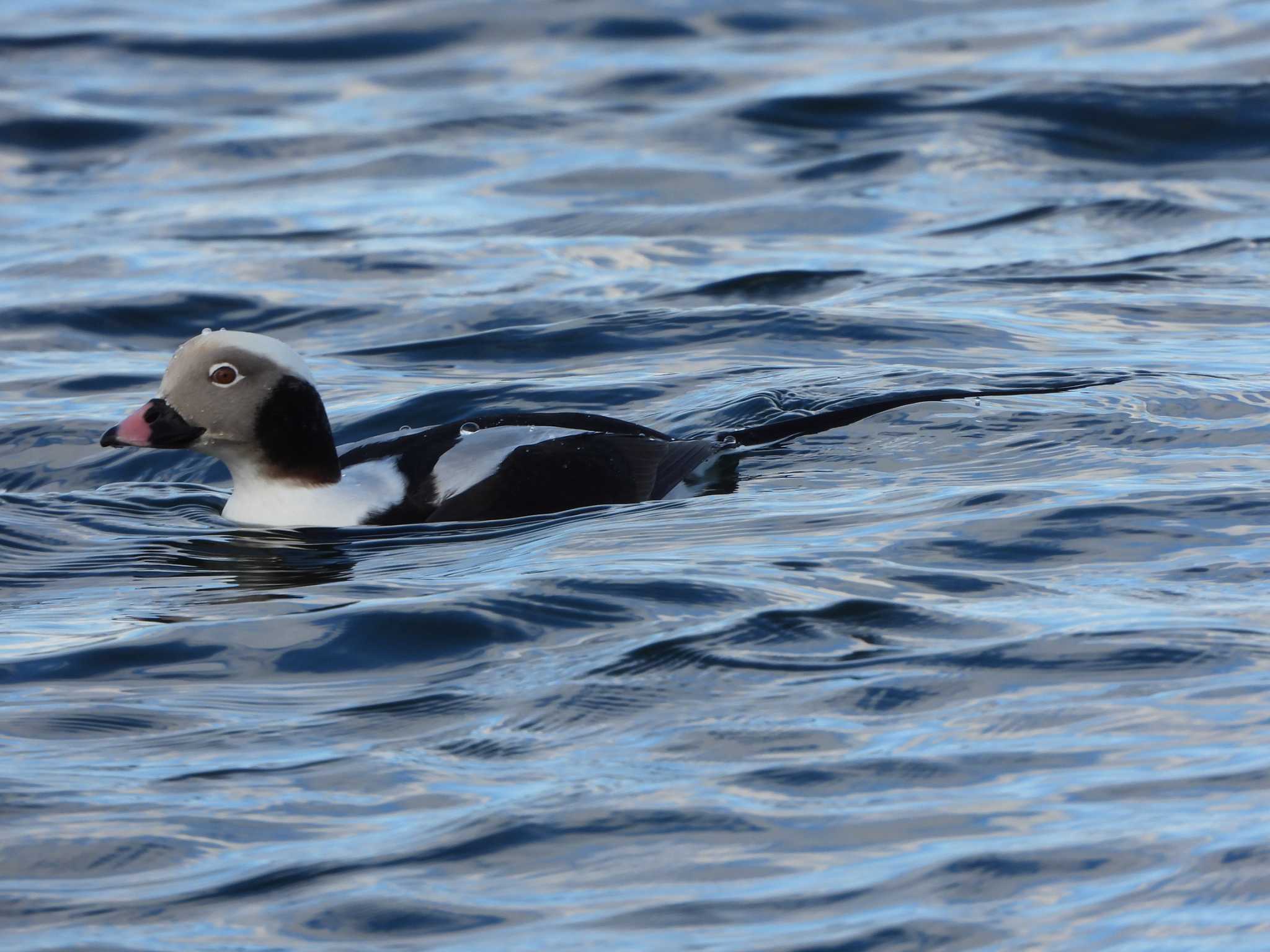 Photo of Long-tailed Duck at 尾岱沼 by 結城