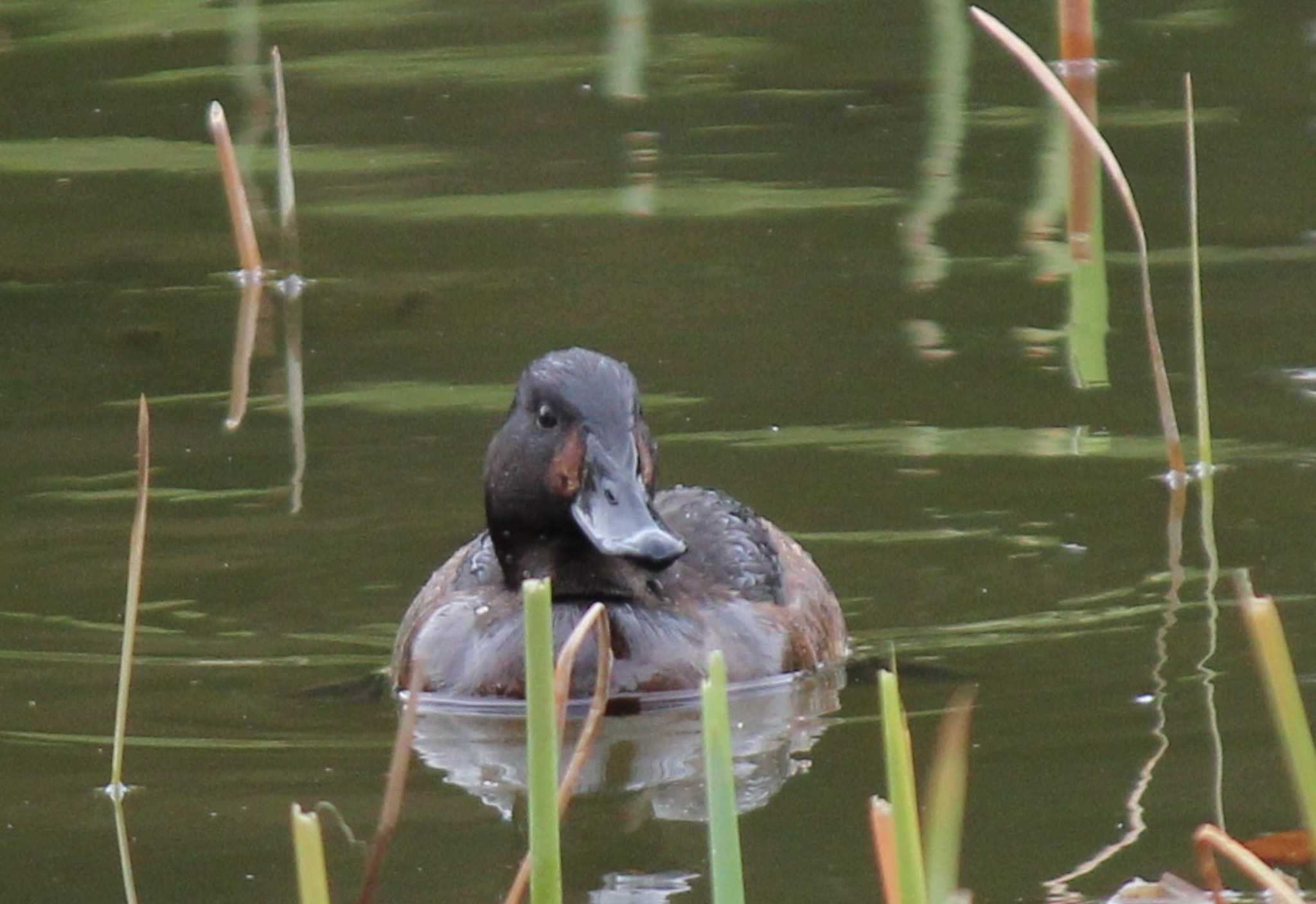 Photo of Baer's Pochard at Mizumoto Park by もねこま