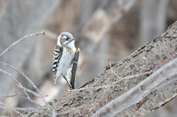 Japanese Pygmy Woodpecker Asahiyama Memorial Park Sun, 3/24/2024