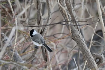 Willow Tit Asahiyama Memorial Park Sun, 3/24/2024