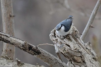 Eurasian Nuthatch Asahiyama Memorial Park Sun, 3/24/2024