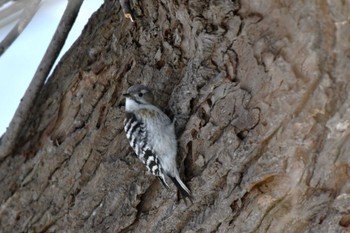 Japanese Pygmy Woodpecker 東区近郊 Sun, 3/24/2024