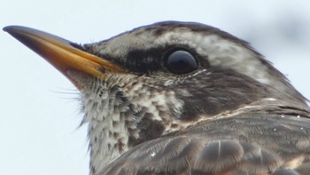 2024年3月24日(日) 平城宮跡の野鳥観察記録