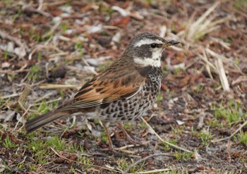 Dusky Thrush Mizumoto Park Sun, 3/24/2024