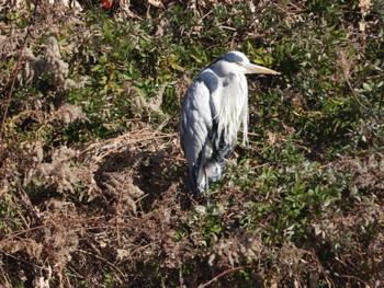 Grey Heron まつぶし緑の丘公園 Fri, 1/5/2024