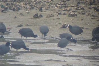 Eurasian Coot Osaka Nanko Bird Sanctuary Sun, 3/24/2024