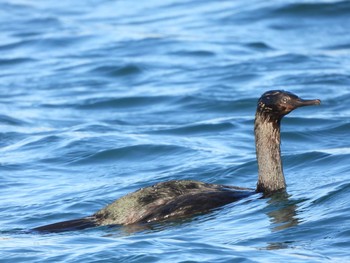 Pelagic Cormorant 霧多布港 Sun, 12/2/2018