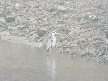 Grey Heron Osaka Nanko Bird Sanctuary Sun, 3/24/2024