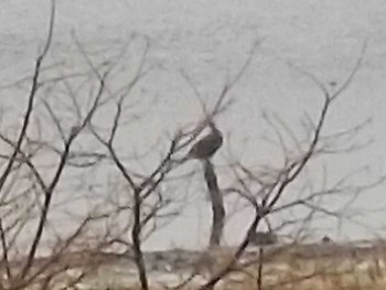 Great Cormorant Osaka Nanko Bird Sanctuary Sun, 3/24/2024