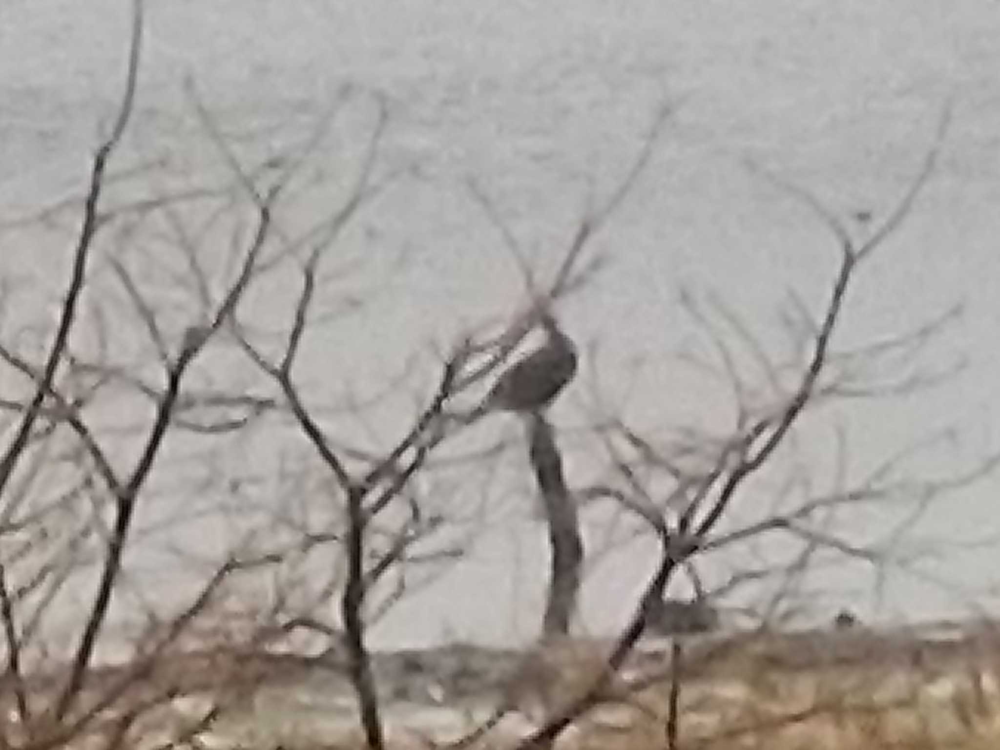 Photo of Great Cormorant at Osaka Nanko Bird Sanctuary by エナガ