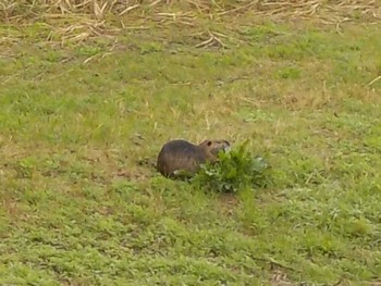 Unknown Species Osaka Nanko Bird Sanctuary Sun, 3/24/2024